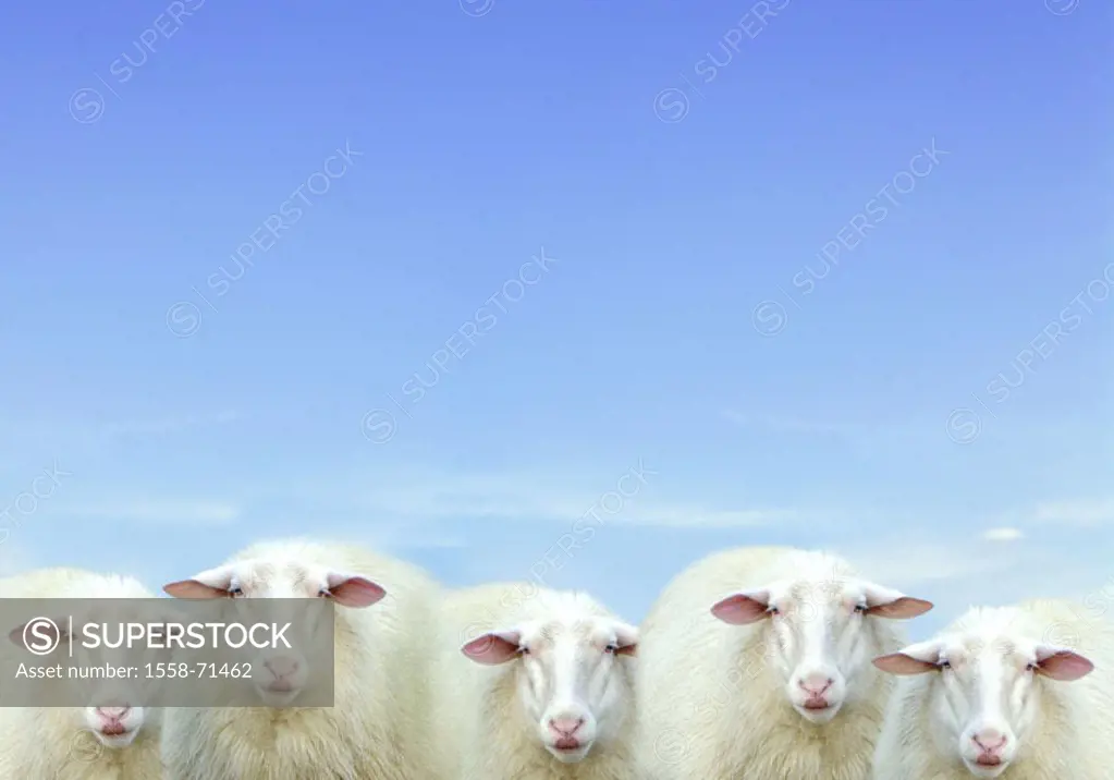Sheep, side by side, detail    Animals, mammals, farm animals, , horn animals, ruminants, house sheep, sheep herd, group picture, sheep heads, gaze ca...