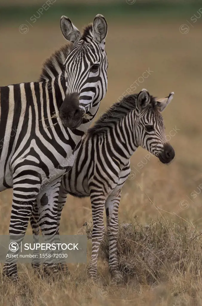 Kenya, Massai-Mara Wildschutzgebiet protectorate, Böhm-Steppenzebras, Equus quagga, boehmi, mare, foals Africa, wildlife, wilderness, animals, wild an...