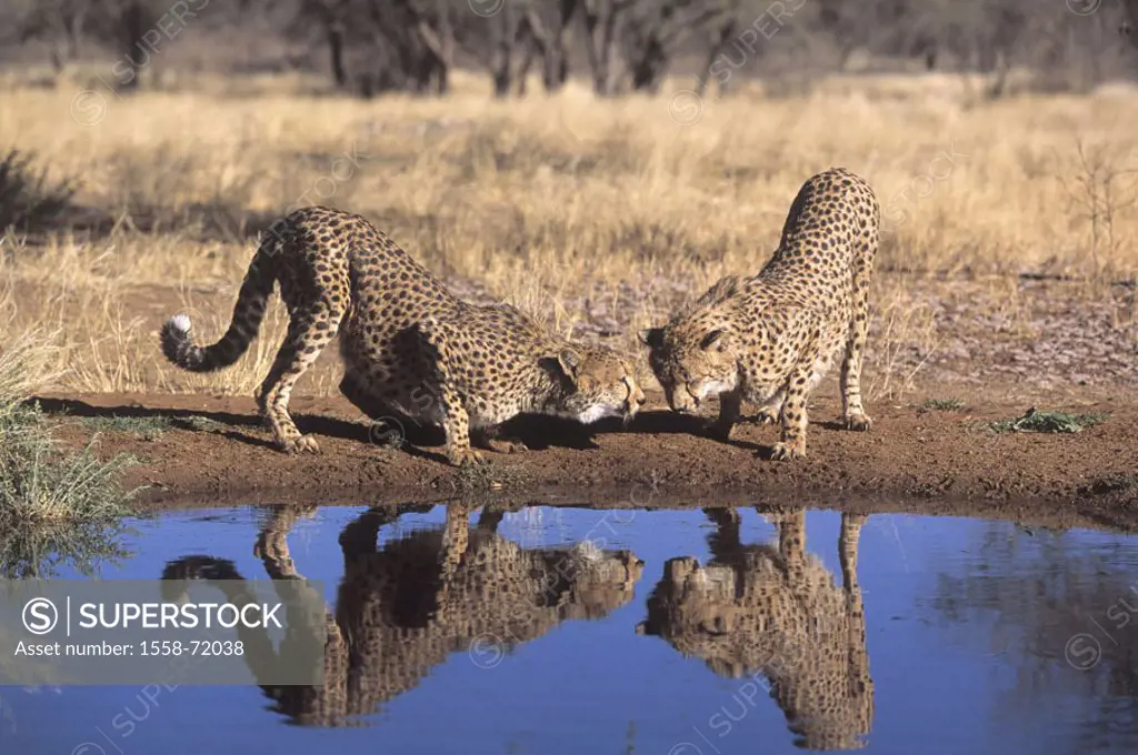 South Africa, Hluhluwe-Umfolozi, Cheetahs, Acinonyx jubatus,  Water hole, reflection, Africa, wildlife, Wildlife, wilderness, animals, wild animals, m...