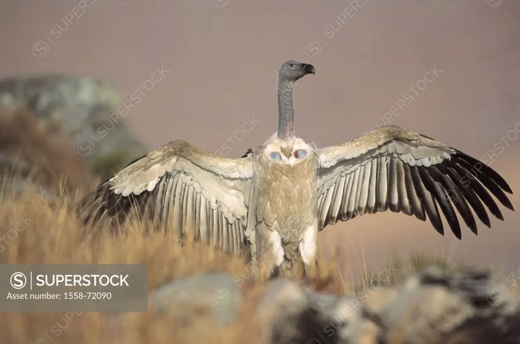 South Africa, Drakensberge, pale vultures Gyps coprotheres, wings extended  Wildlife, Wildlife, wild animal, animal, bird, Greifvogel,  Altweltgeier, ...