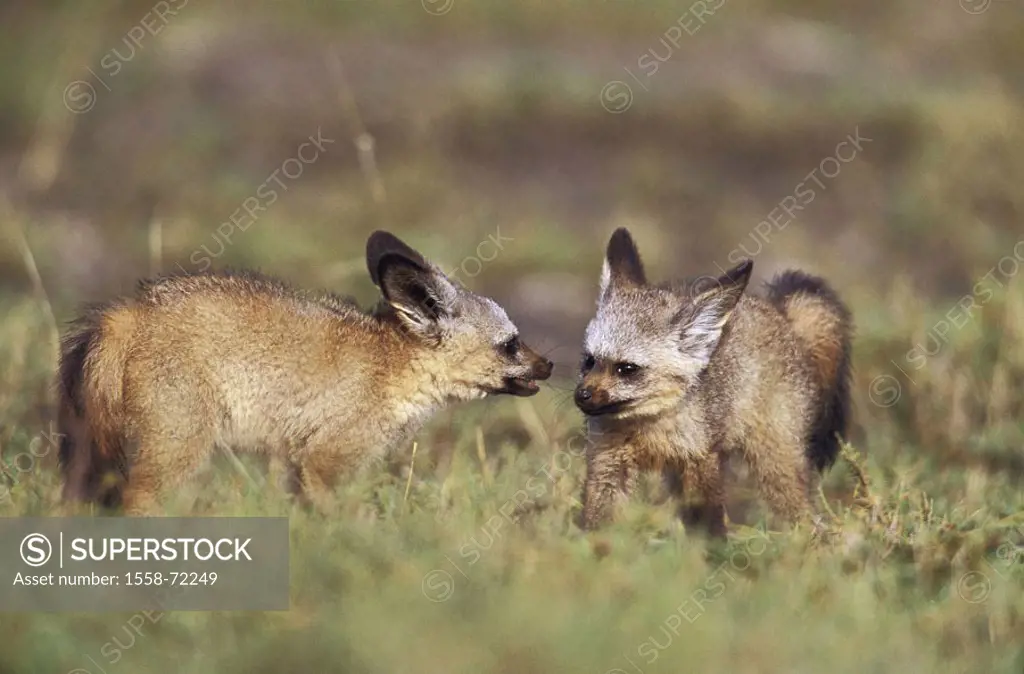 Africa, spoon dogs, Otocyon megalotis, Young, playing, meadow  Tanzania, steppe, animals, wild animals, mammals, Hundeartige, young, two, game, behavi...