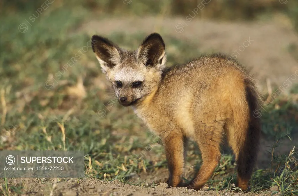 Africa, spoon dog, Otocyon megalotis, Young  Tanzania, steppe, animals, wild animals, mammals, Hundeartige, young, stand, observing, alertly, animal c...