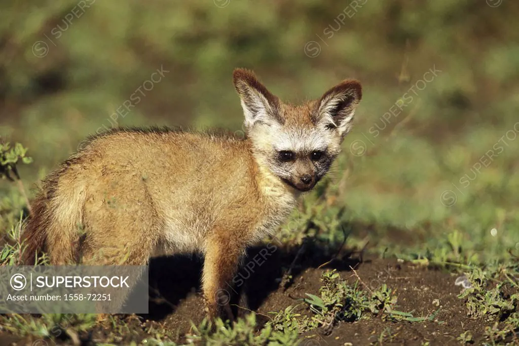 Africa, spoon dog, Otocyon megalotis, Young, side view,  Tanzania, steppe, animals, wild animals, mammals, Hundeartige, young, stand, on the side, obs...