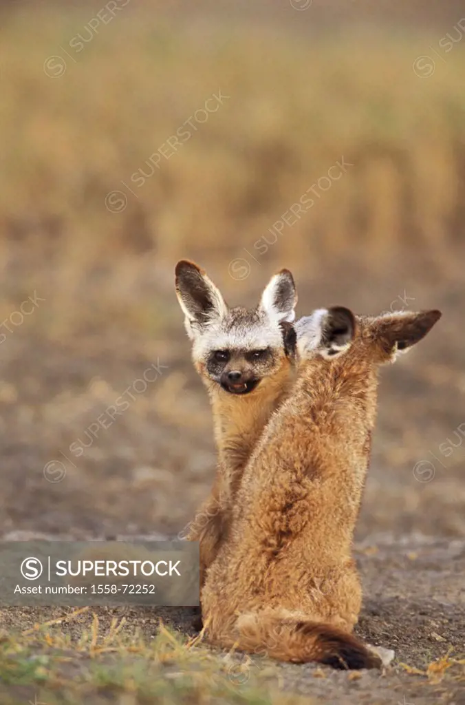 Africa, spoon dogs, Otocyon megalotis, Males, females, fur care  Tanzania, steppe, animals, wild animals, mammals, Hundeartige, two, couple, sitting, ...