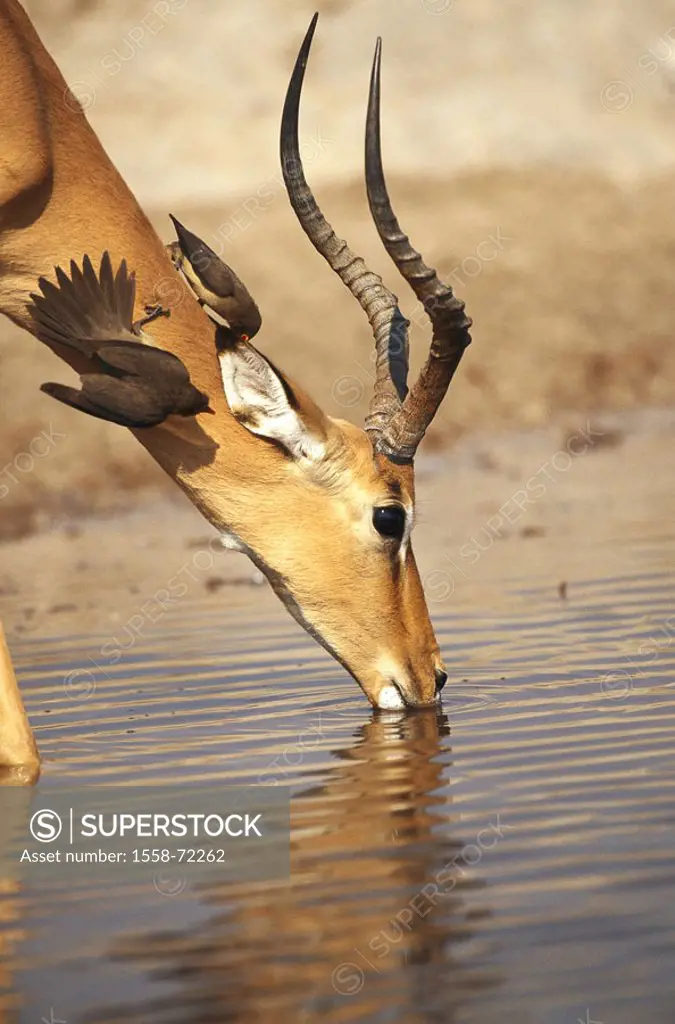 Africa, black heel antelope, Aepyceros melampus, water place, drinks,  Side portrait, maggot hacker stars, Botswana, animals, wild animals, mammals, ,...