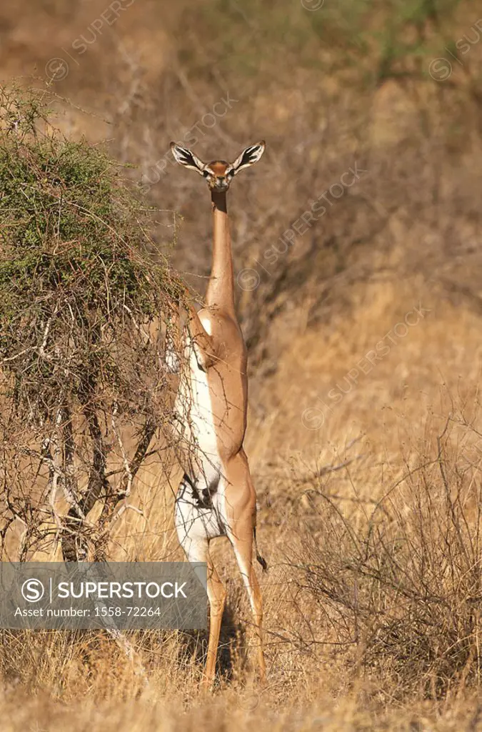 Africa, giraffe gazelle, Litocranius  walleri, females, raises, eat, Shrub, aware Ostafrika, Kenya, animals, wild animals, mammals, , horn bearers, an...