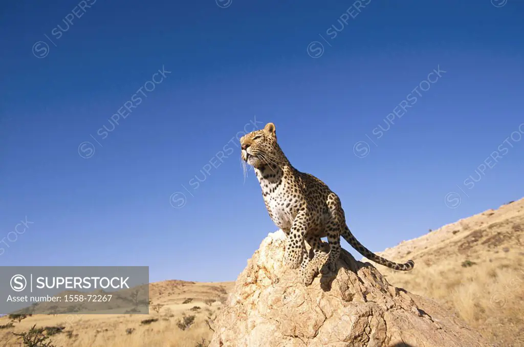 Africa, leopard, Panthera pardus,  estimates jump, rock,  Namibia, landscape, animals, wild animals, mammals, carnivores, big cats, jumps, starts, pow...