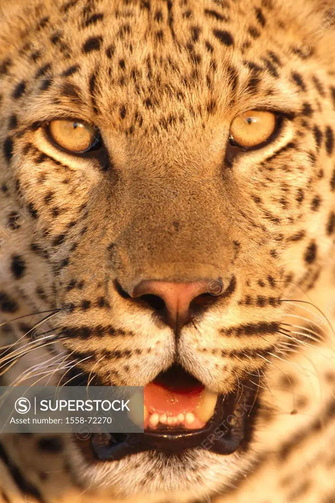 Africa, leopard, Panthera pardus,  Face, detail, dusk  Namibia, landscape, animals, wild animals, mammals, carnivores, big cats, portrait, eyes, mouth...