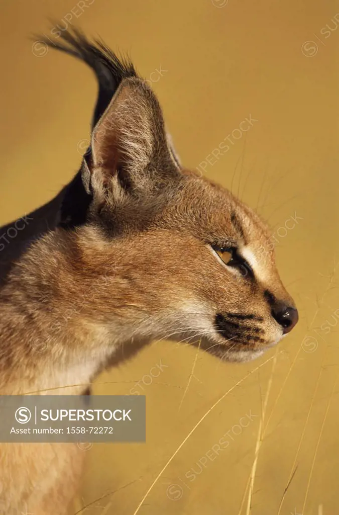 Namibia, desert lynx, Caracal caracal damarensis, side portrait, dusk  Africa, landscape, animals, wild animals, mammals, carnivores, Profelis caracal...