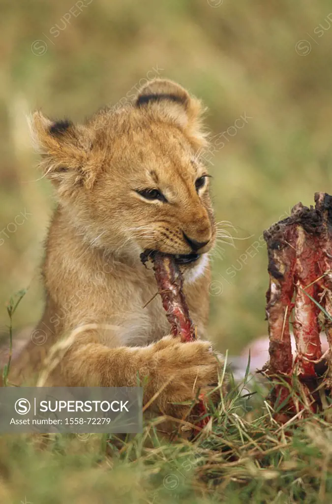 Africa, lion, Panthera Leo, young, eat, portrait  Ostafrika, Kenya, animals, wild animals, mammals, carnivores, big cats, carnivores, young lion, youn...