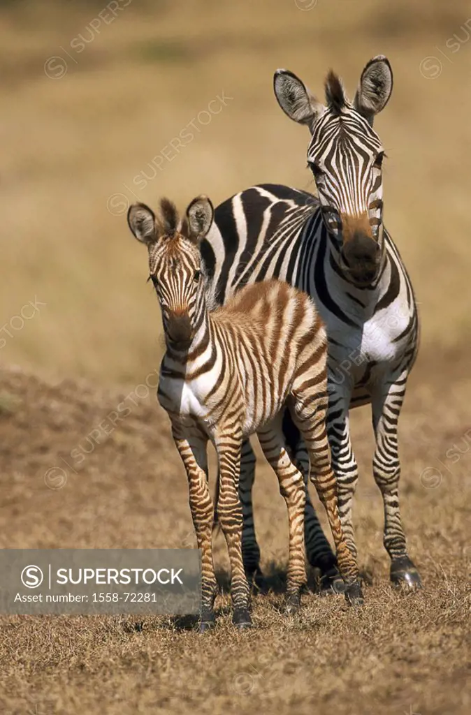 Africa, Böhm-Steppenzebras, Equus  quagga boehmi, mare, foals  Ostafrika, Kenya, animals, wild animals, mammals, Un, steppe zebras, tiger horses, zebr...