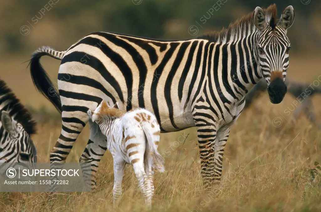 Africa, Böhm-Steppenzebras, Equus  quagga boehmi, mare, albino foals  Ostafrika, Kenya, animals, wild animals, mammals, Un, steppe zebras, tiger horse...