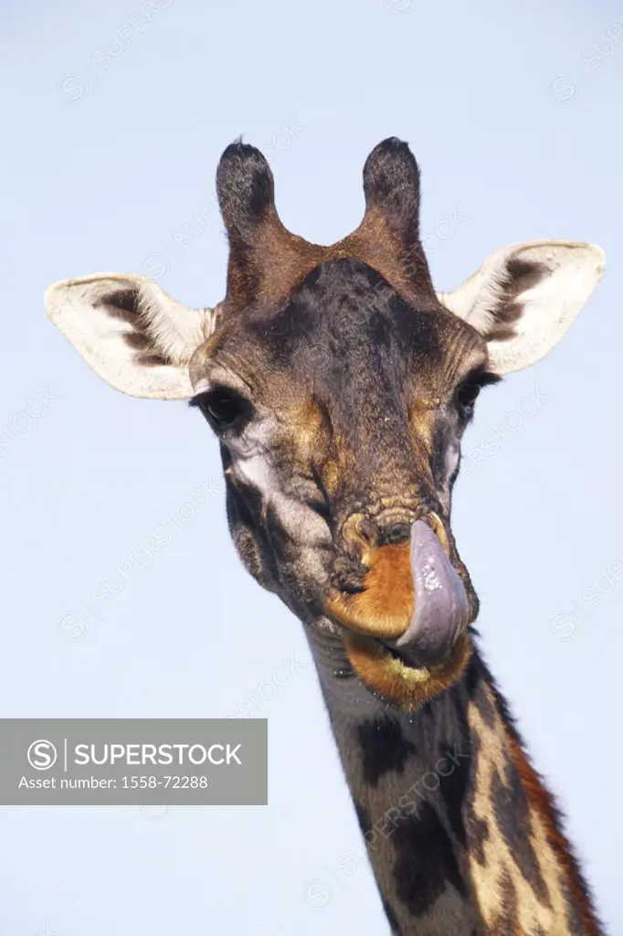 Massaigiraffe, Giraffa camelopardalis,  tippelskirchi, muzzle, portrait, licks  Africa, animals, wild animals, mammals, , long neck giraffes, giraffe,...
