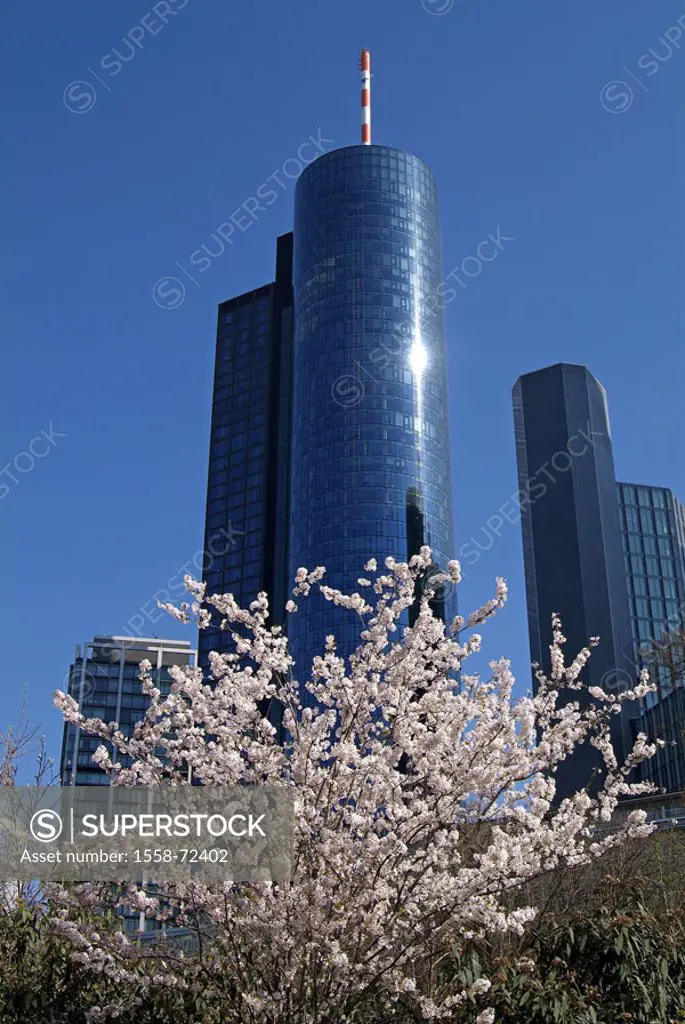 Germany, Hesse, Frankfurt on the Main, Main tower, Taunusanlage, tree, blooms  Europe, city, finance metropolis, Main metropolis, metropolis, Main tow...