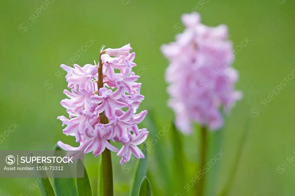 Hyacinths, Hyacinthus spec., pink    Flowers, Frühblüher, in the spring flowers, bloom splendor, bloom, blooms, onion plant, lily plant Liliaceae spri...