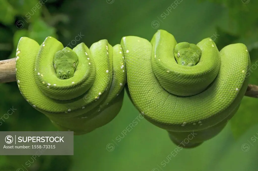Branch, snakes, Greens parties tree pythons,   two, side by side   Animals, wildlife, Wildlife, reptiles, reptiles, python, green, pythons, Greens par...