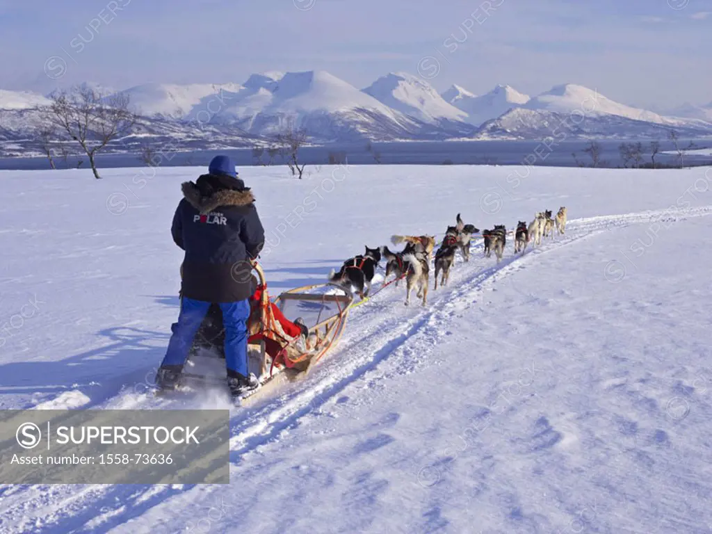 Winter landscape, snow surface, man,  Dog sleighs, drives, view from behind  Europe, Scandinavia, Norway, North Norway, Troms, Tromso, season, winters...