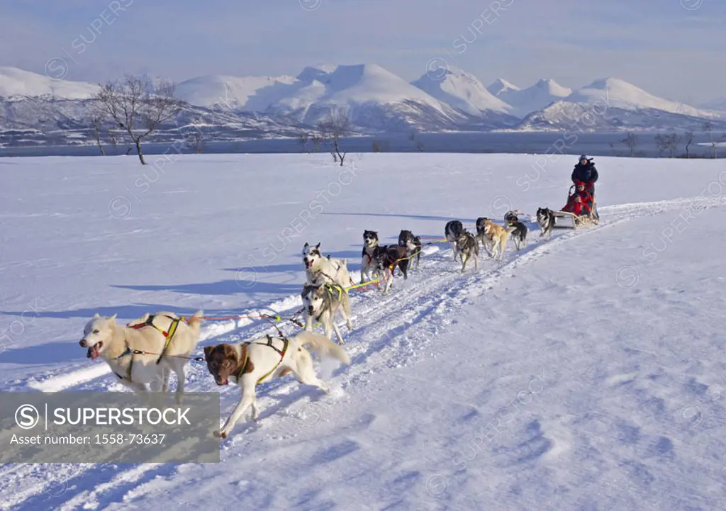 Winter landscape, snow surface, couple,  Dog sleighs, drives  Europe, Scandinavia, Norway, North Norway, Troms, Tromso, season, winters, snow, sport, ...