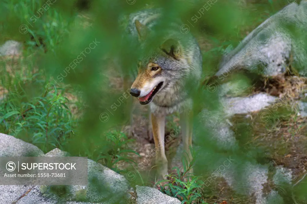 Wolf, Canis lupus, tree, detail,  abandoned, fuzziness,  Nature, wildlife, animal, mammal, wild animal, carnivore, wild dog, Canidae, habitat, captivi...