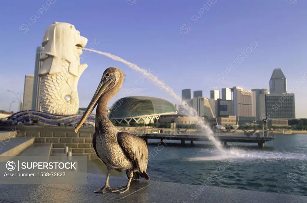 Singapore, Singapore city, Merlion park, Singapore Rivers, sculpture ´Merlion´,  Brown pelican  Southeast Asia, city state, Republic of Singapore, par...