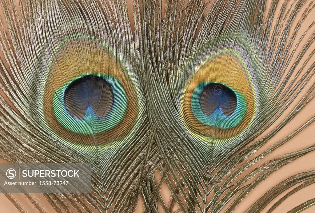 Pfauenfedern, close-up,   Feathers, bird feathers, tail feathers, two, eye stain, eye, concept, nature, colorfully, iridescence, iridescent, magnifice...