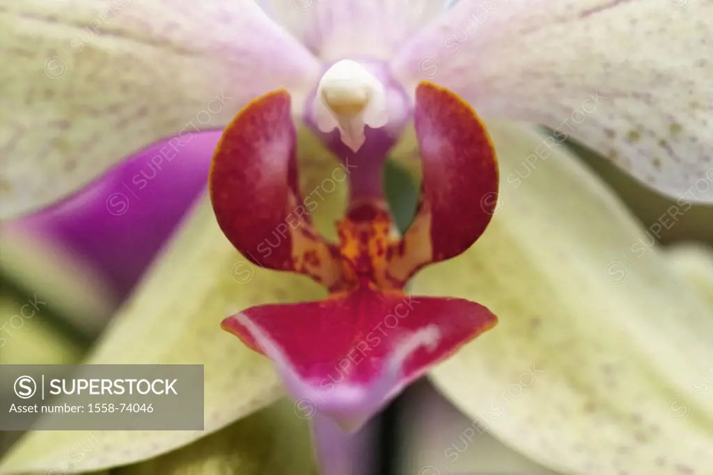 Orchid blooms, Phalaenopsis spec., Blooms, close-up,  Plant, flower, orchids, Orchidaceae, petals, blooms, exotic, tropical, male orchis plants,  orna...