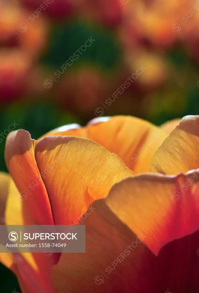 Flower bed, tulips, bloom, close-up,   Garden, flower field, tulip field, plants, flowers, slice flowers, in the spring flowers, ornament flowers, tul...