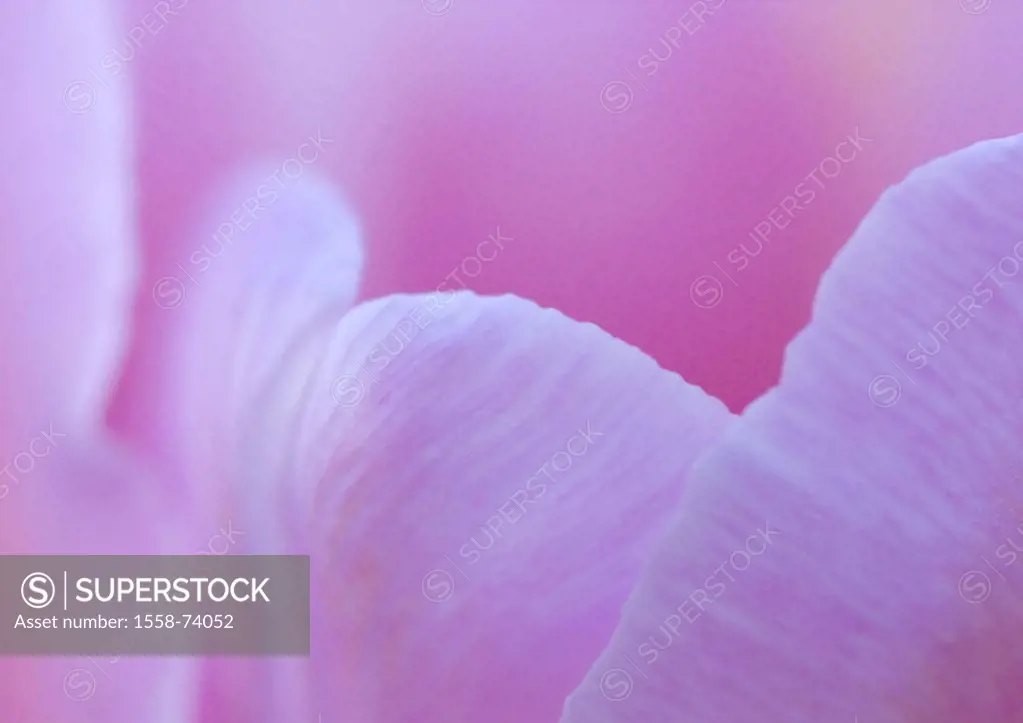Tulip, bloom, pink, close-up   Series, plant, flower, slice flower, in the spring flower, ornament flower, tulip bloom, lily plant, onion plant, petal...