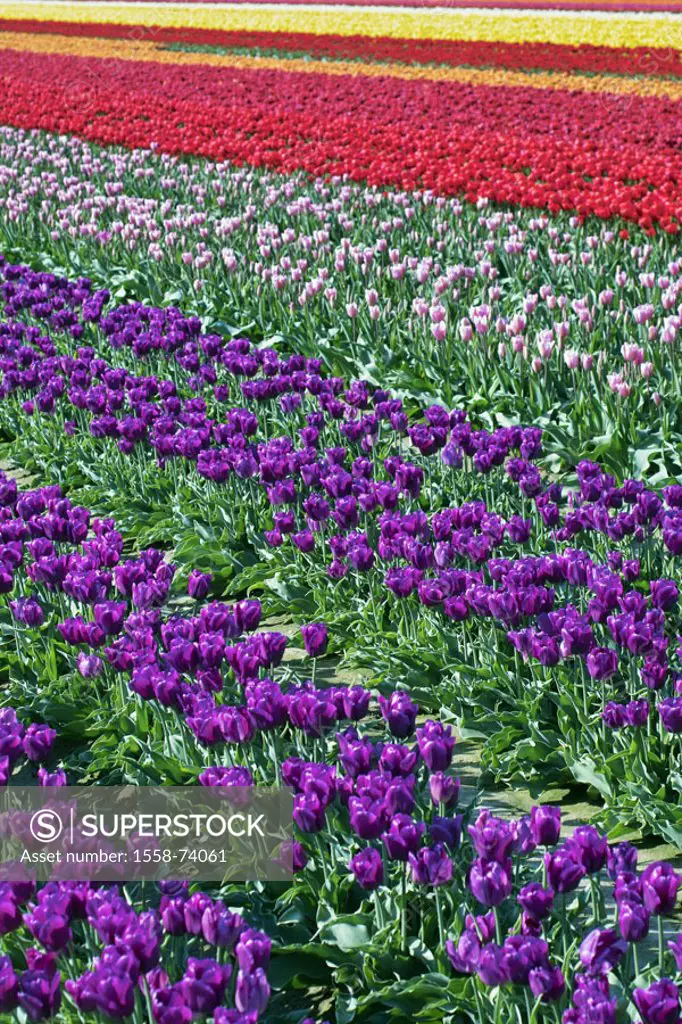 Tulip field, tulips, blooms,  pussy   Flower field, cultivation, plants, flowers, slice flowers,  In the spring flowers, ornament flowers, lily plants...