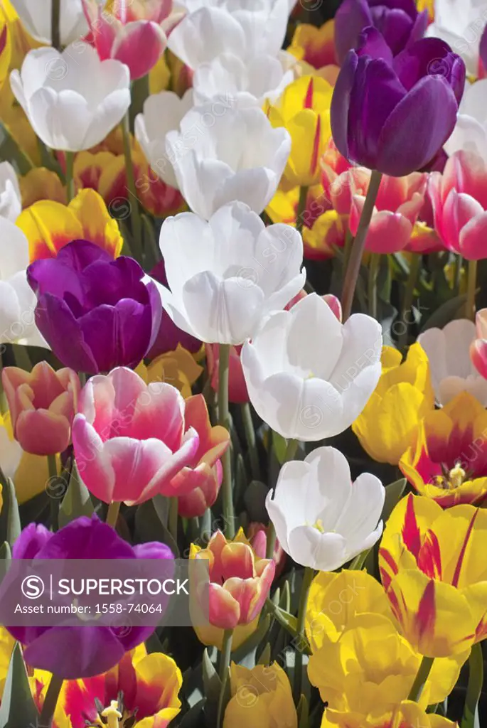 Tulip field, tulips, detail, blooms,  pussy  Plants, flowers, slice flowers, in the spring flowers, ornament flowers, tulip blooms, colorfully, colorf...