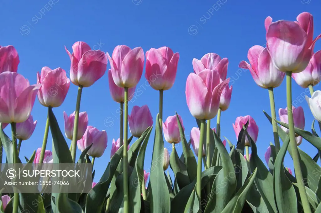 Tulip field, tulips, detail, blooms, pink   Plants, flowers, slice flowers, in the spring flowers, ornament flowers, tulip blooms, lily plants, onion ...