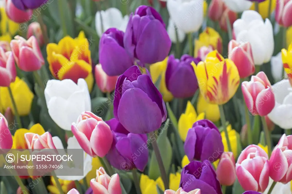 Tulip field, tulips, detail, blooms,  pussy  Plants, flowers, slice flowers, in the spring flowers, ornament flowers, tulip blooms, colorfully, colorf...
