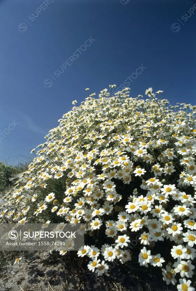Italy, Sardinia, daisies   Island, Mediterranean, flora, vegetation, plants, mediterran, is in store Asteraceae white, know-yellow, luxuriant, white f...