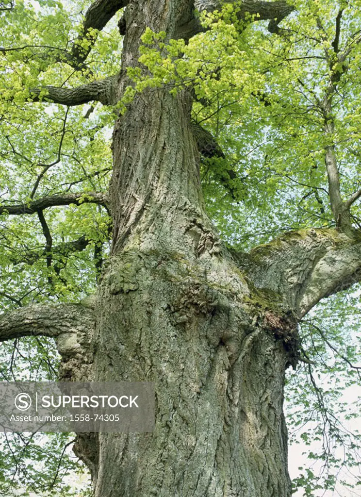 Tree, linden, old, spring, detail,    Nature, seasons, spring, balmy tree, log, bark, bark, Tilia, big, knobbily, considerably, impressively, symbol, ...
