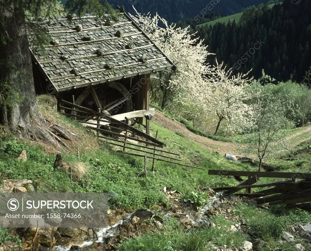 Italy, South Tyrol, Ultental, old,  Is in store mill, apple trees,  Spring Mariolberg, inner Kaserbach buildings wood cottage millwheel old, nostalgic...