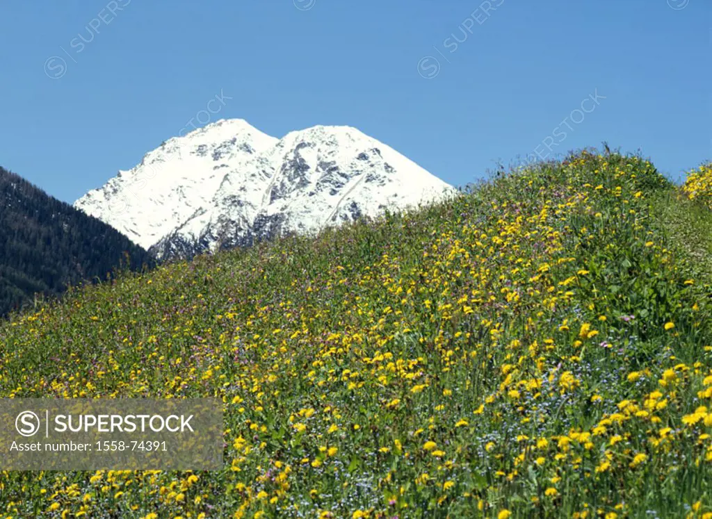 Italy, South Tyrol, Ultental, Bergwiese,  Hillside, flowers, summits,  snow-covered, spring highland, nature, mountainside, flower meadow, meadow, mea...