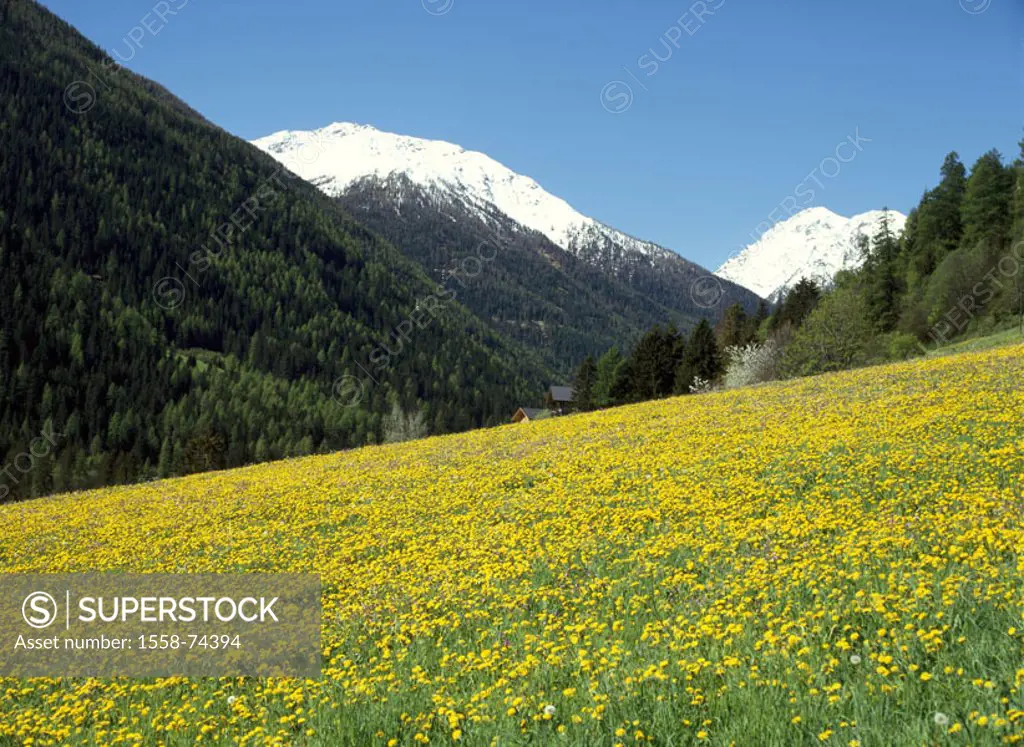 Italy, South Tyrol, Ultental, Bergwiese,  Hillside, flowers, forest, summits,  snow-covered, spring highland, nature, mountainside, flower meadow, mea...