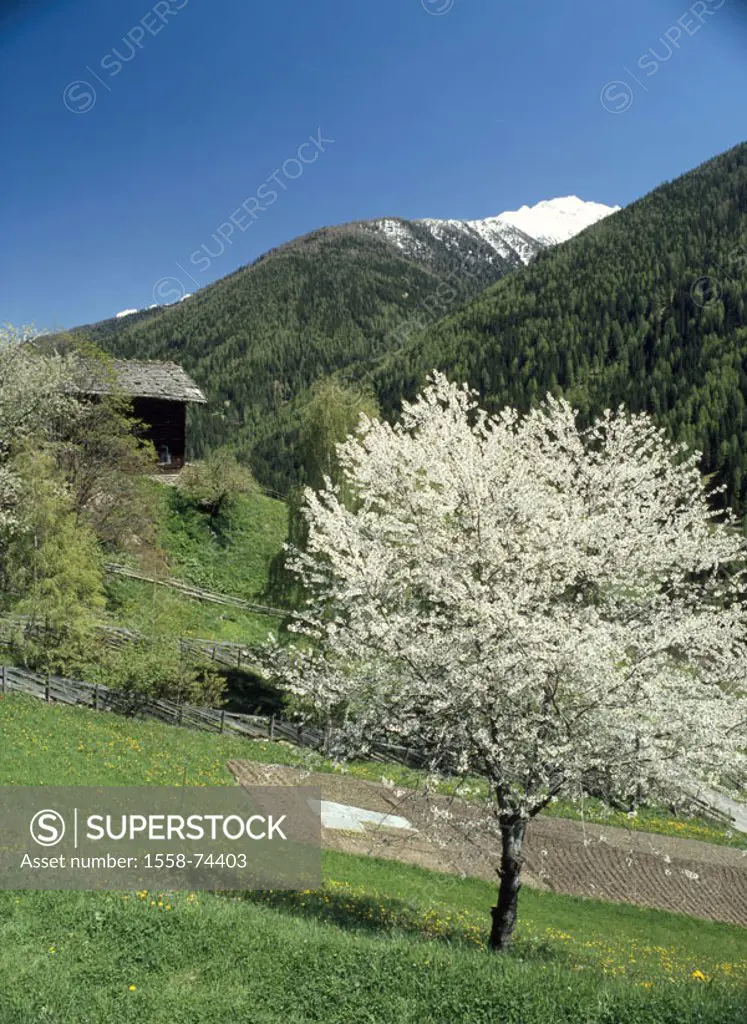 Italy, South Tyrol, Ultental, Bergregion,  Is in store hillside, cherry tree, framehouse,  Shingle roof, spring, Mountain region, nature, trees, tree,...