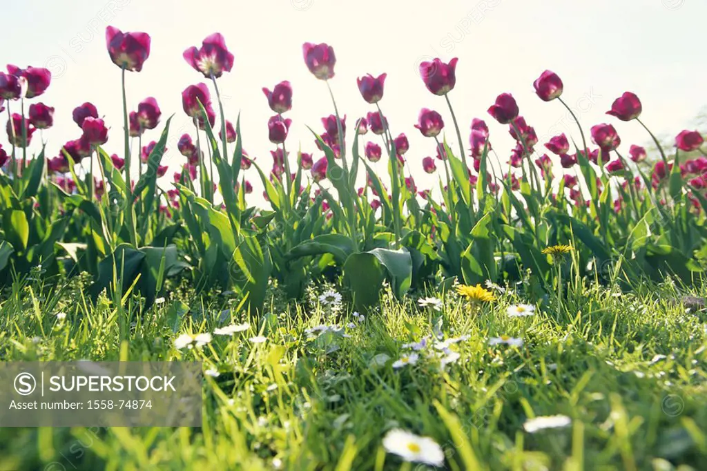 Meadow, bed, tulips, blooms, purple   Nature, plants, flowers, Tulipa, lily plants, flower bed, tulip bed, garden, flower garden, ornament flowers, tu...