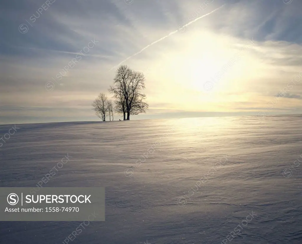 Winter landscape, trees, back light   Landscape, snow surface, tree group, deciduous trees, foliage-loosely, winters, sun, winter sun, loneliness, iso...