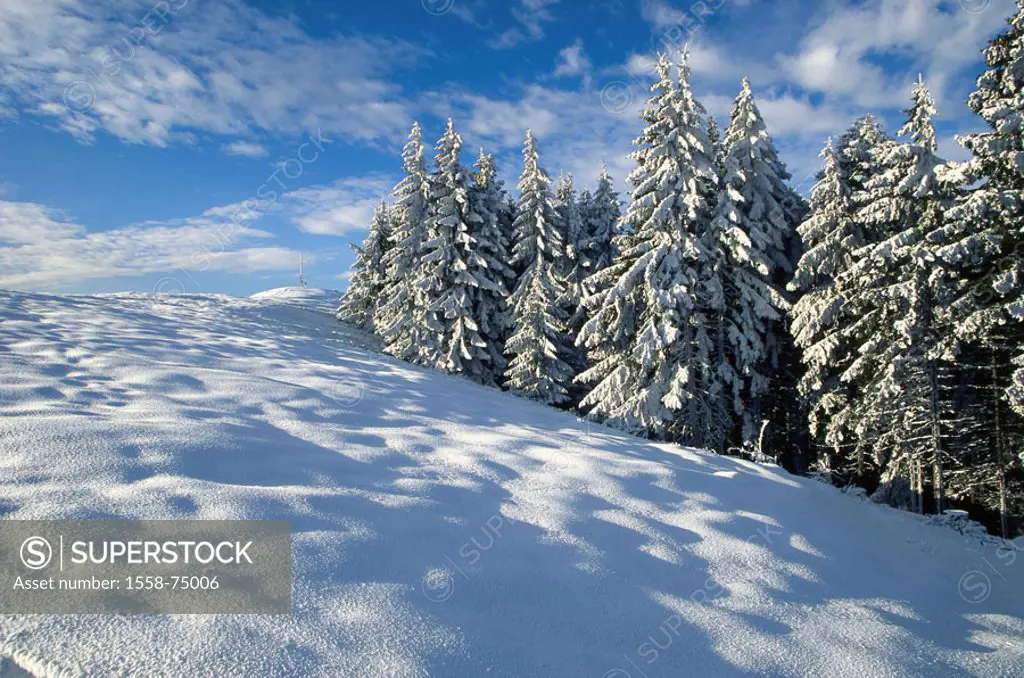 Winter landscape, needle forest, %0Averschneit, Wolkenhimmel%0A%0ASchneefläche, snow surface, untouched, forest, %0ABäume, conifers, gets snowed in, n...
