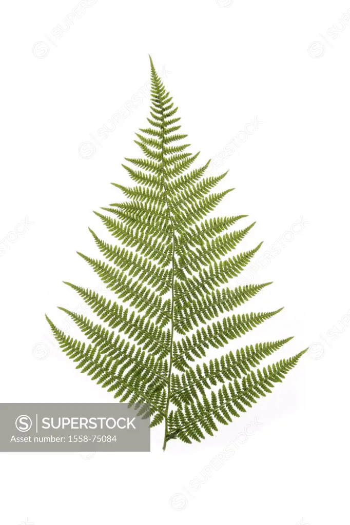 Fern leaf   Plant, fern, fern plant, king fern, Osmunda regalis, fronds, dusters, leaf, feathered, finely, filigree, leaf green, chlorophyll, quietly ...