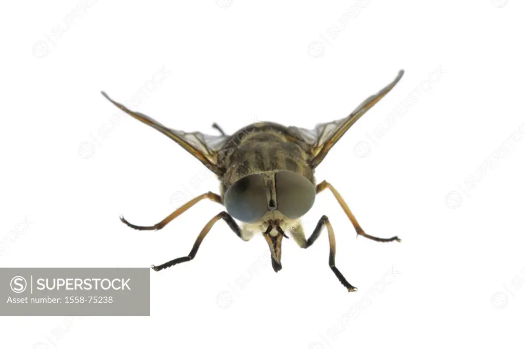 Horsefly, Tabanus sudeticus,   Animal, insect, fly, Zweiflügler, brake, livestock fly, Tabanidae, bloodsucking, eyes, facet eyes, facet eyes, complex ...