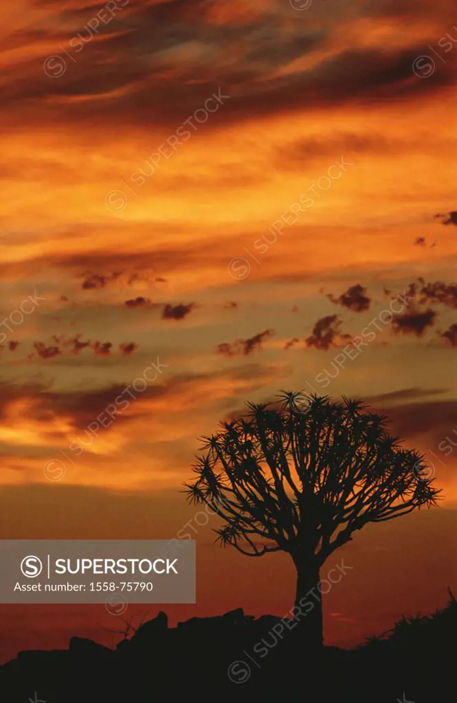 Namibia, Keetmanshoop, landscape, Silhouette, Köcherbaum, aloe dichotoma,  Evening mood Africa, tree, succulent, Quiver tree, vegetation, nature, Koke...