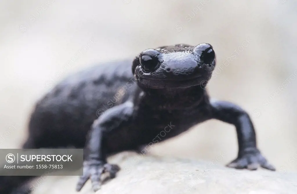 Rock, alpine salamanders, Salamandra  atra, vigilance  Wildlife, animal, amphibians, amphibian, tail amphibian, Salamandridae, salamanders, black, spe...