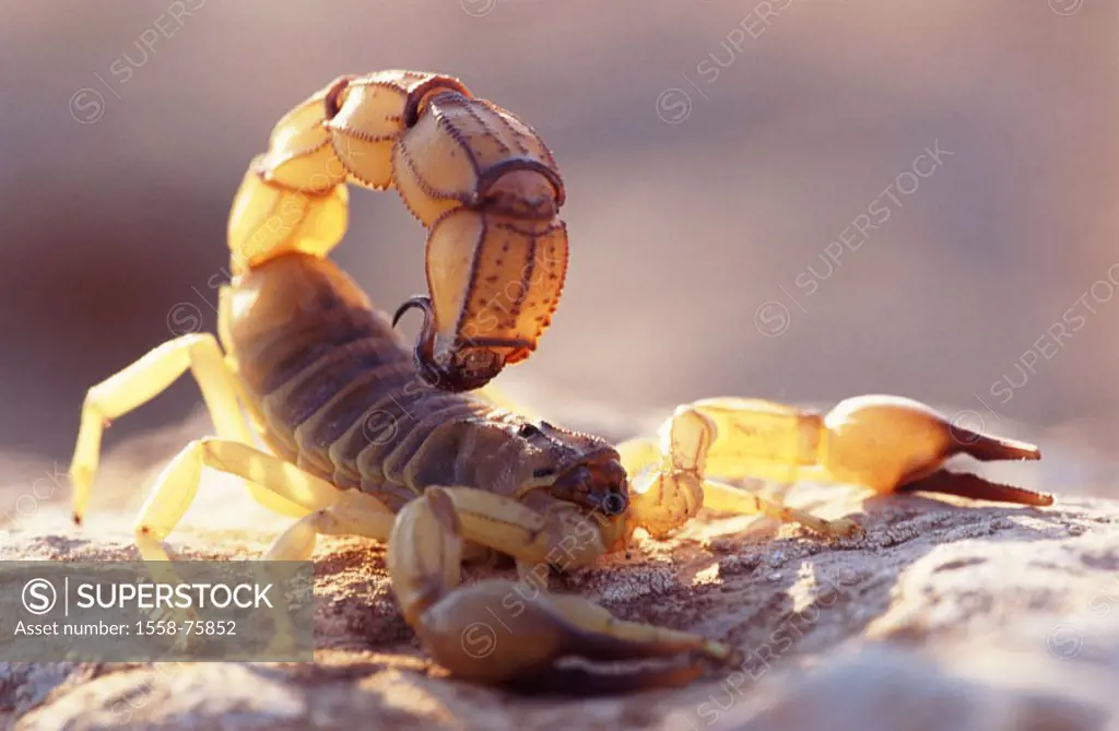 Sand ground, Sahara fat tail scorpion, Androctonus australis, attack position,  Wildlife, animal, arachnid, scorpion, night-actively, venomously, mort...