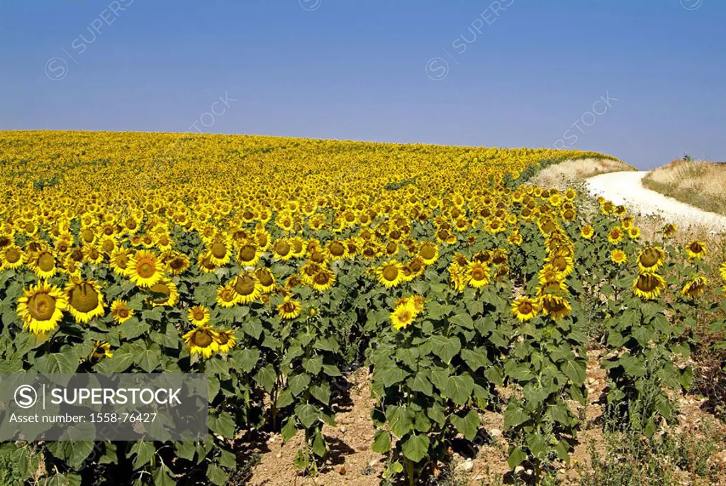 Sunflower field   Flower field, cultivation, flowers, sunflowers, Helianthus annuus, blooms, bloom heads, blooms, prime, plants, composites, useful pl...