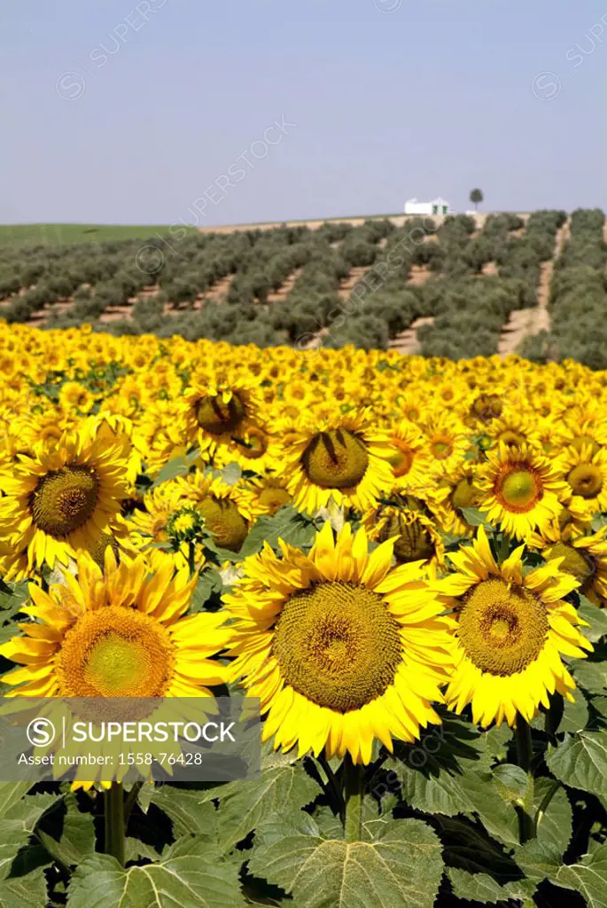 Sunflower field   Flower field, cultivation, flowers, sunflowers, Helianthus annuus, blooms, bloom heads, blooms, prime, plants, composites, useful pl...