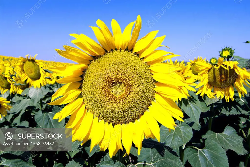 Sunflower field, detail, Blütenkopf   Flower field, cultivation, flowers, sunflowers, Helianthus annuus, blooms, bloom heads, blooms, prime, plants, c...