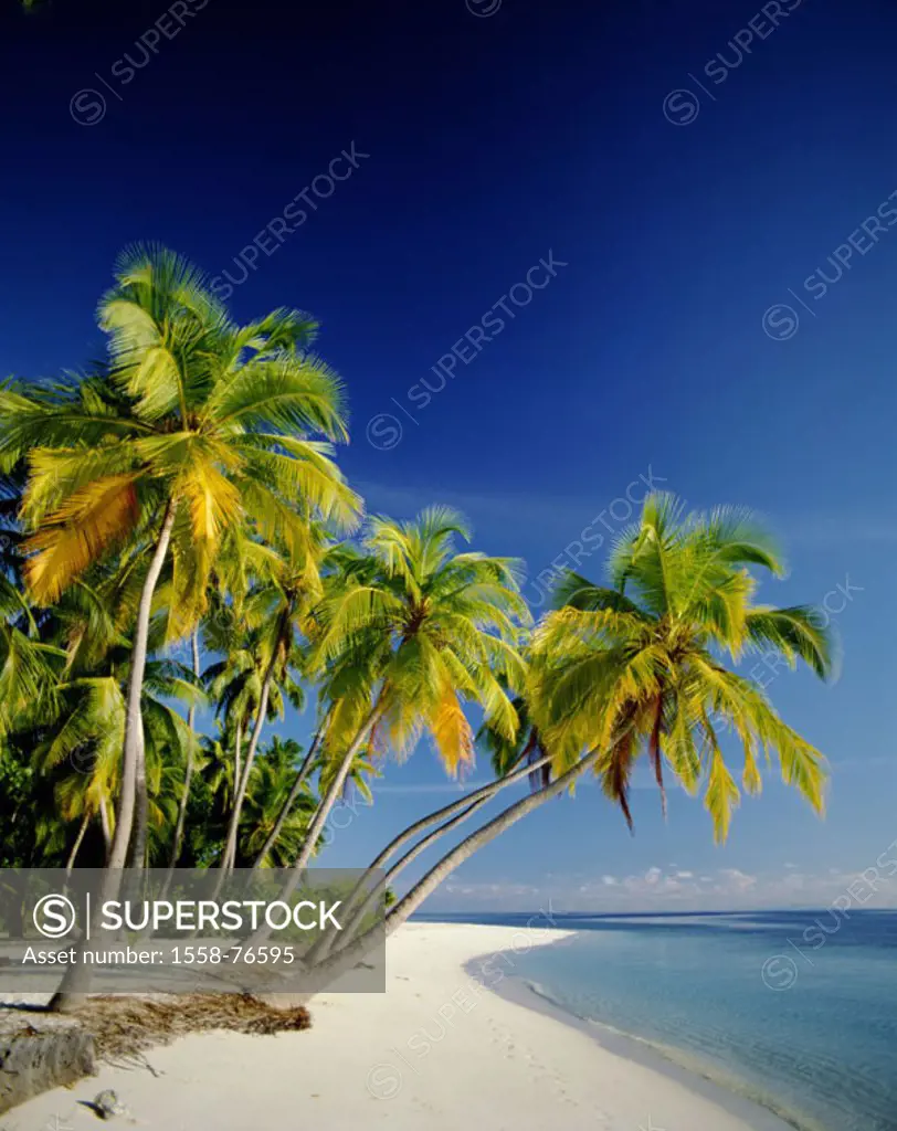 Maldives, Kuda Bandos, Palmenstrand   Island state, Indian ocean, palm island, sandy beach, Beach, palms, silence, silence loneliness, human-empty, Dr...